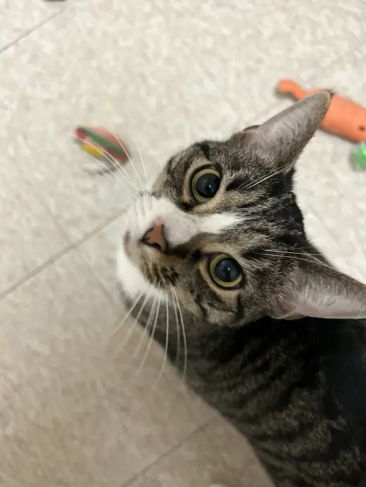 Mabel (must be adopted with Jackson)