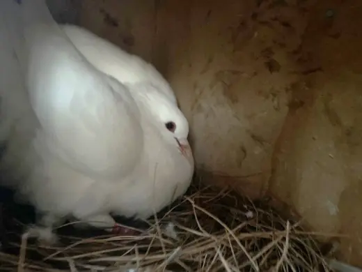 Hemera w/ Regalia