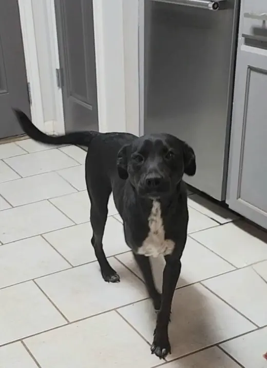Holly (Reduced Rover)