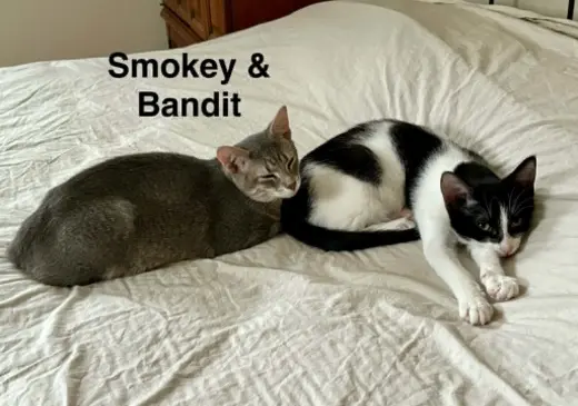 Smokey (bonded with Bandit)