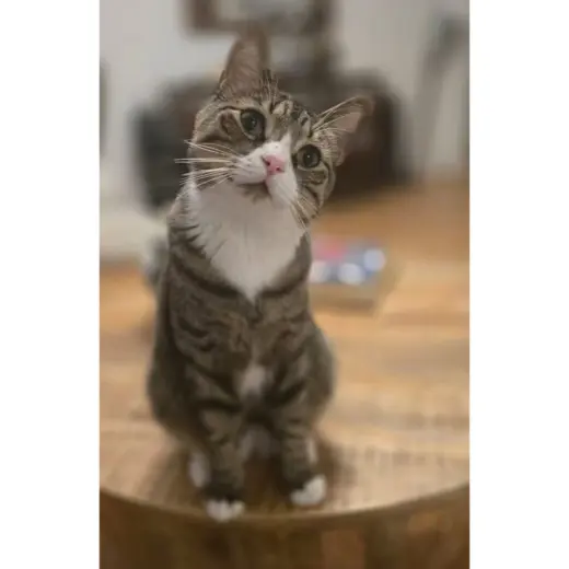 Chico