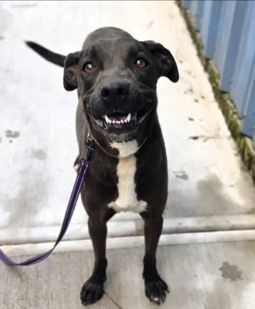 Nova