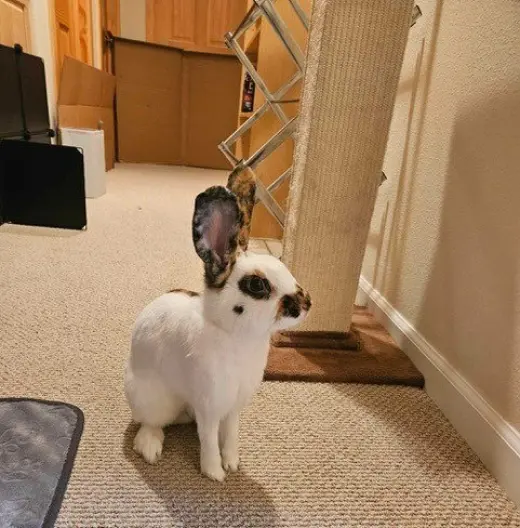 Theo aka Toast