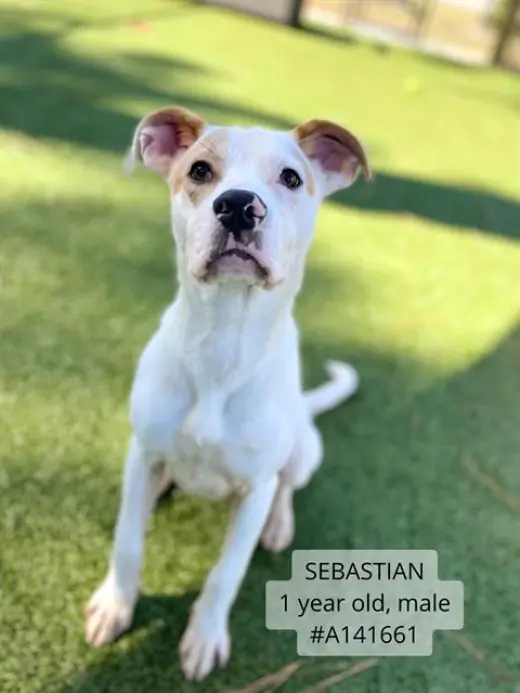 BASTIAN