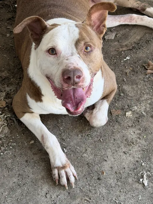 Rosco