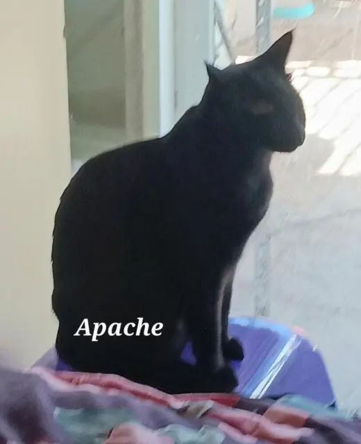 Apache
