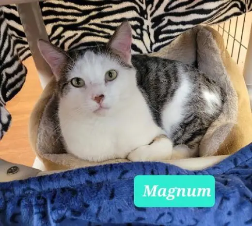 Magnum