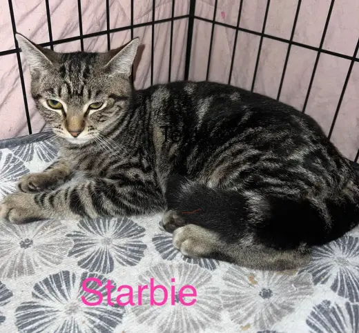 STARBIE