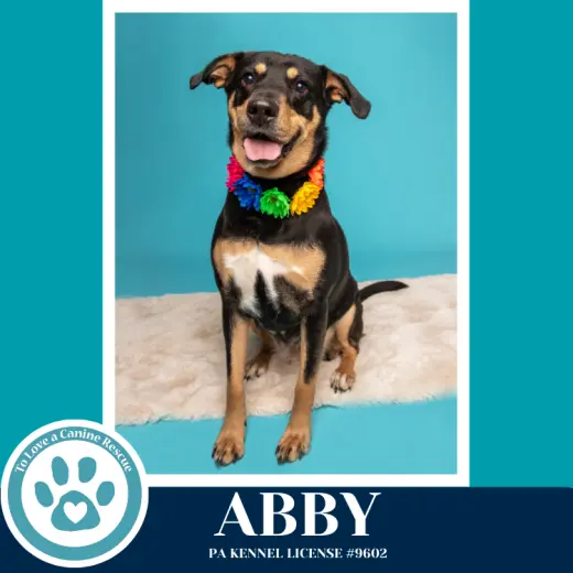 Abby (Mom to the Brindle Boos) 110423