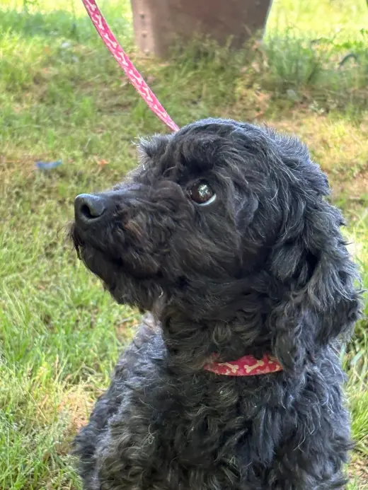 Queenie/ADOPTED