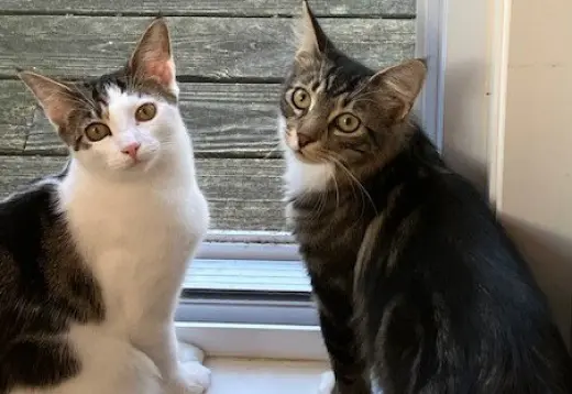 Clementine & Cleo-Pawtra