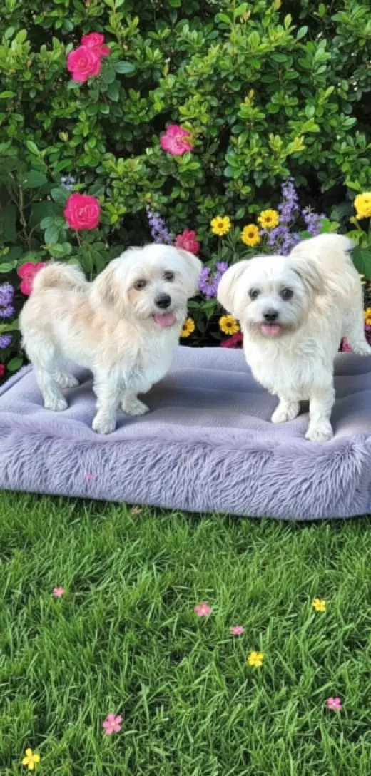 Lexi & Missy