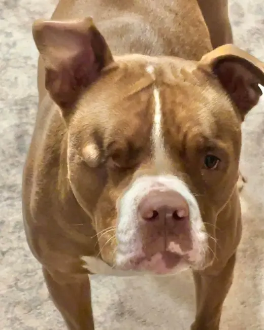 Angelic aka Angel