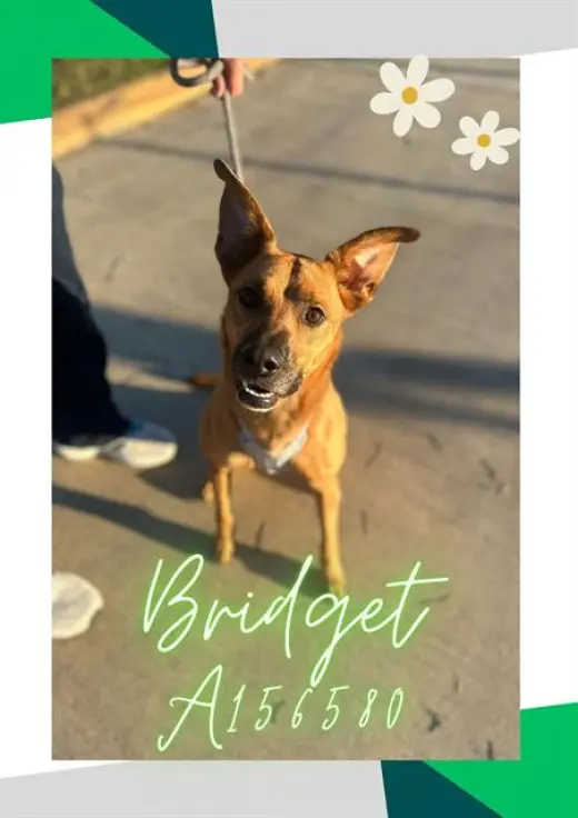 BRIDGET