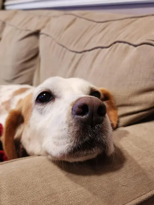 Amelia