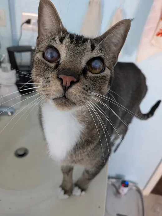 Blinkin