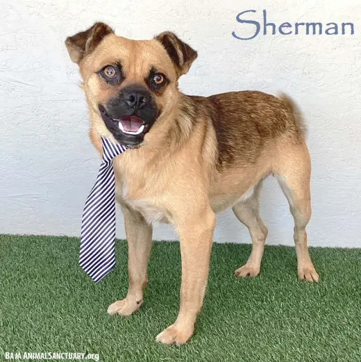 Sherman