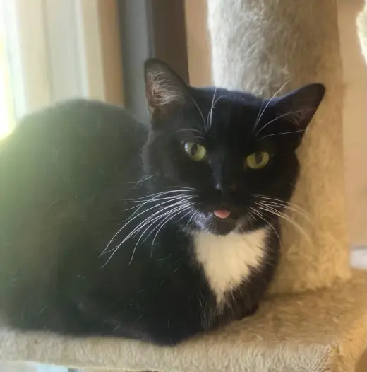 Samantha