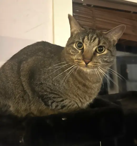 Fergus S.