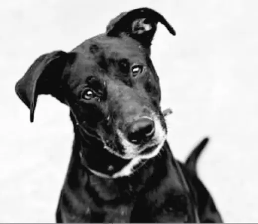 Sadie