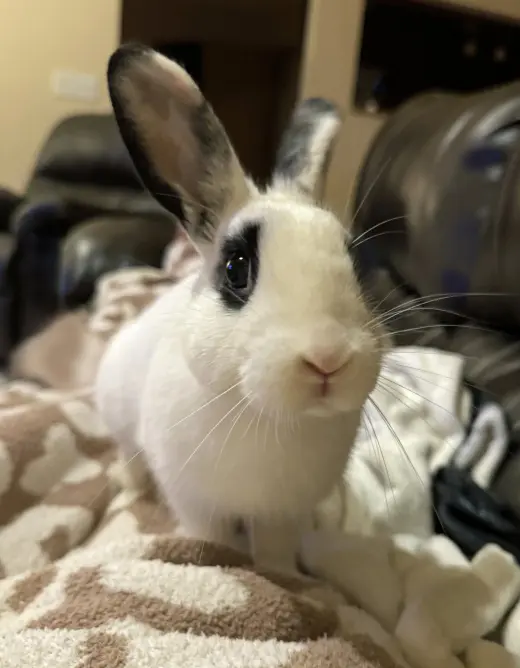 Jett