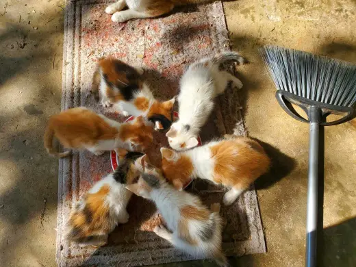 WE NEED KITTEN FOSTERS!