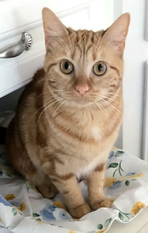 Bubbles (bonded with Cleocatra)