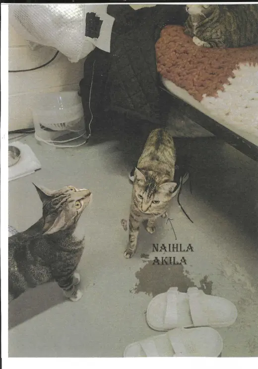 Naihla