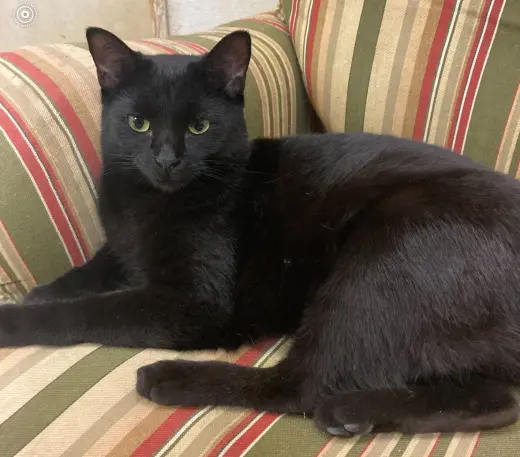 Salem