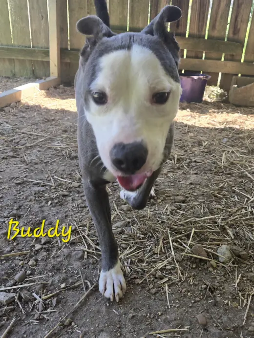 Buddy