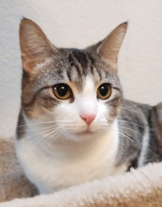 Hazel