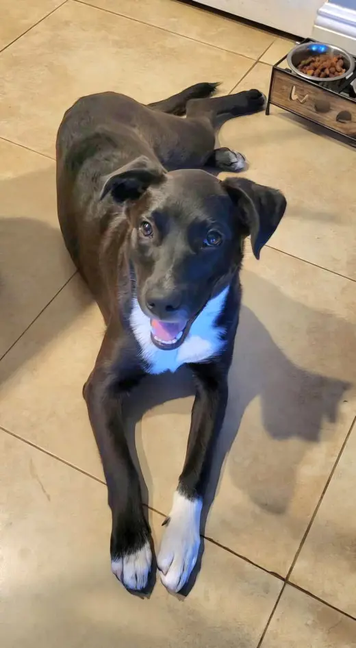 Piper