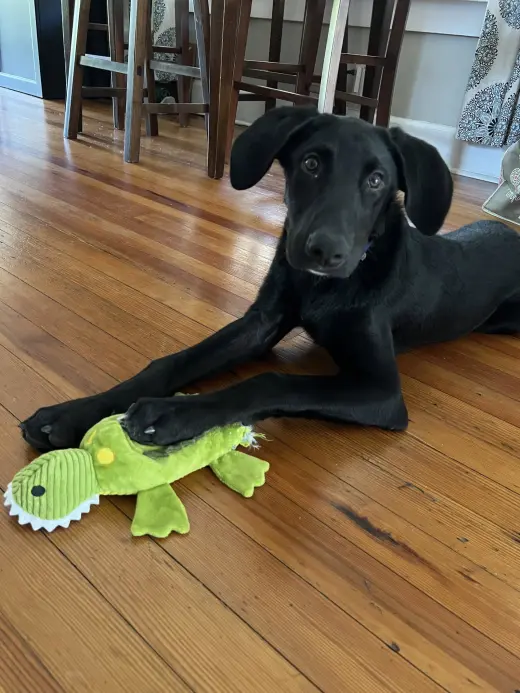 BOOMER (Lab)