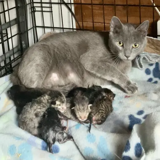 Zonk (Tan & Black Tabby)