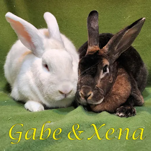 Gabe (bonded to Xena)