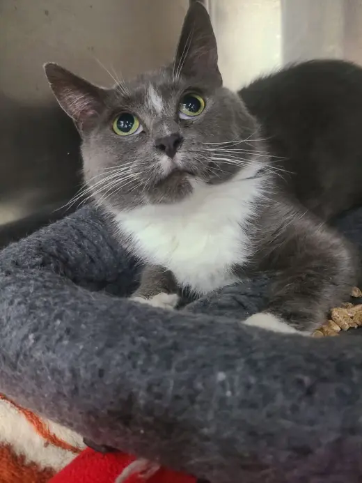 Bellatrix *FIV+*