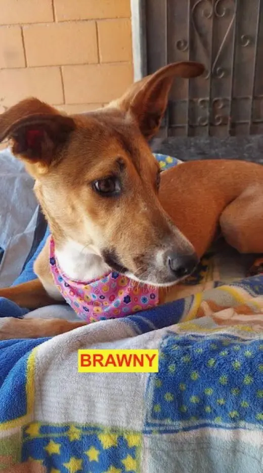 Brawny