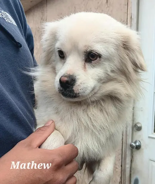 Mathew