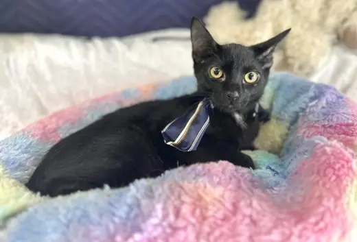 JACK