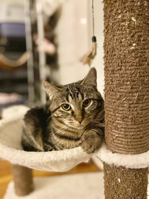 Freya