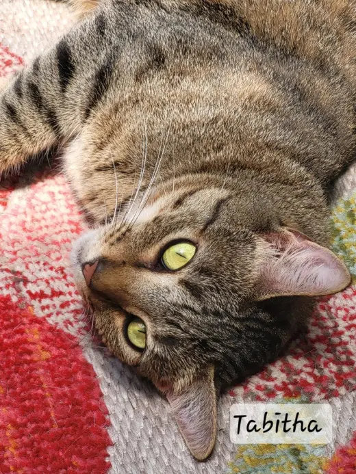 Tabitha