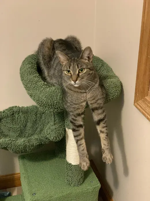 Raisin Bran 0$ Adoption Fee