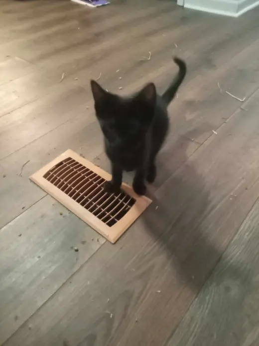 BUDDY (COURTESY POST)