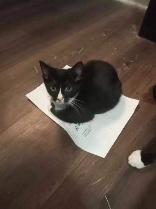 BABY (COURTESY POST)