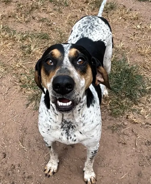 Halle Hound