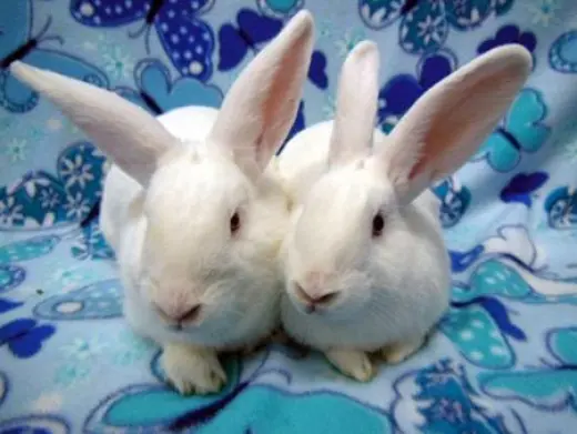 Moki & Darby
