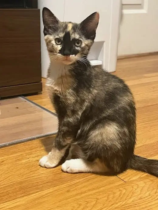 Rosemary