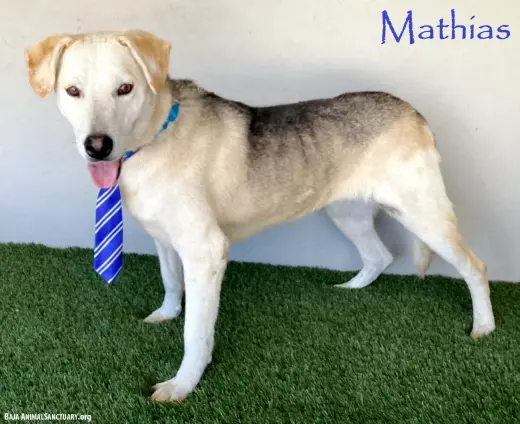 Mathias
