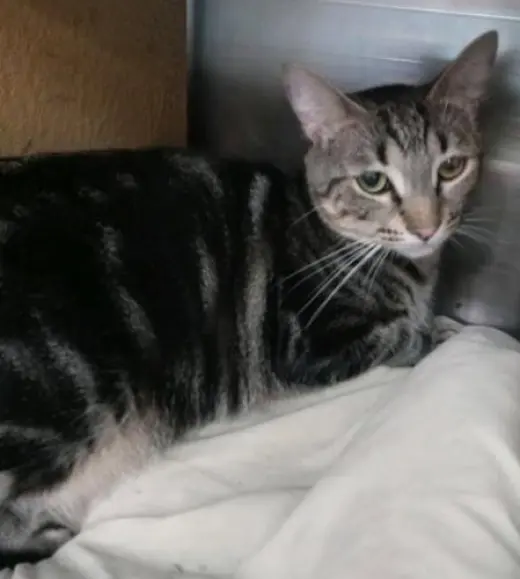 Tina - Petsmart Plantation Foster Home