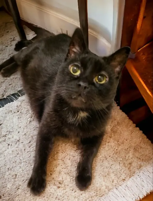 Fritz FIV+